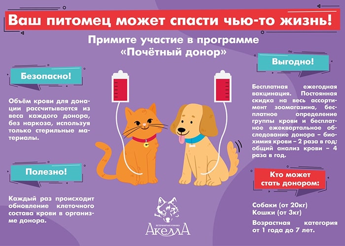 информация для клиентов кто хочет стать донором в ветеринарной клинике Акелла