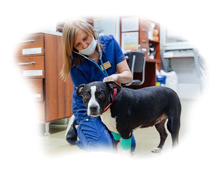Главный врач ветеринарной клиники «Акелла» выполняет плановые процедуры по уходу за собакой