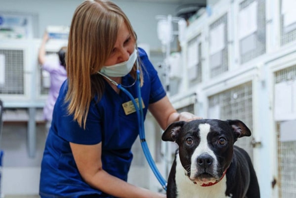 лечение собак от: цистита, отита, мастита, дерматита и других болезней
