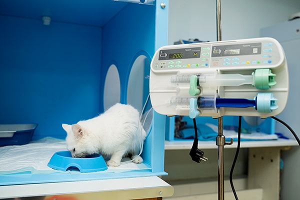 на фото: кот кушает корм в кислородной камере