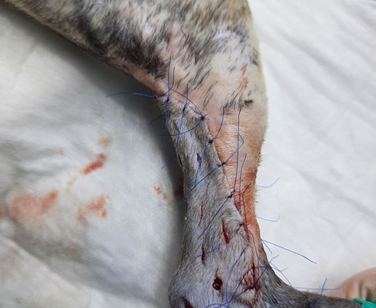 пластика кожи в кошки - восстановление после травмы