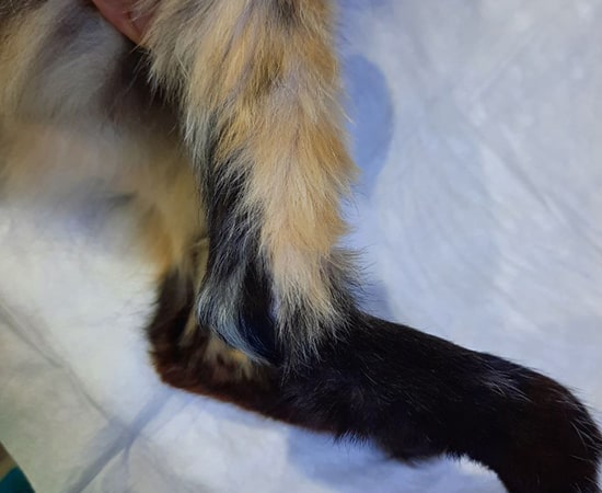 демонстрация восстановленного волосяного покрова у кошки после операции