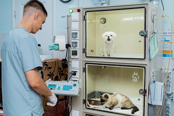 оксигенотерапия для кошек и собак в красноярске