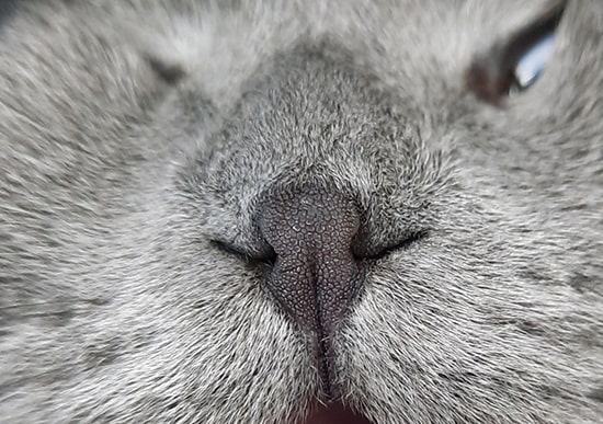 фотография ноздрей кота до расширения