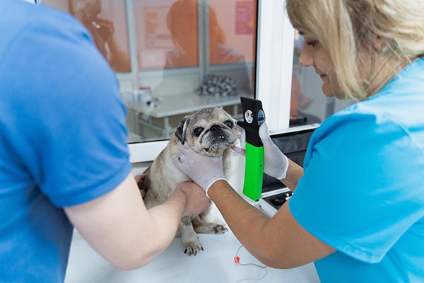 Пес Жучка на приеме в ветеринара офтальмолога